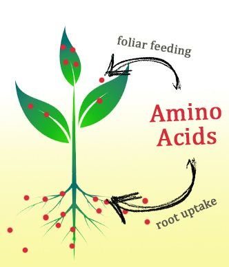 Read more about the article استفاده از آمینو اسیدها در گیاهان
