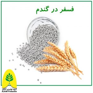 Read more about the article فسفر در گندم