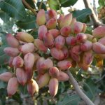 The role of fruit set elements in garden nutrition